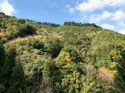 植栽後（2018年）