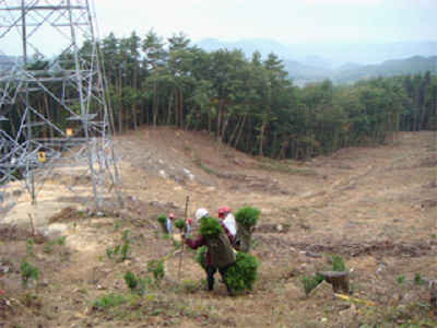 植栽直後（2009年）