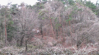 植栽前（2010年）