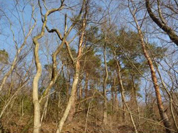 松くい虫被害林を地元植生の広葉樹林に戻すため（例：PT for はなの森､PT for 甲斐善光寺の森､PT in 笛吹みさか)