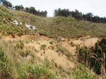 人工林の皆伐跡地を地元植生の広葉樹林に戻すため（例：PT in 球磨村、PT in 高原、PT in 飛騨高山）