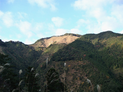 植栽前（2007年）