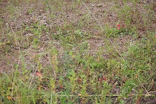 s-014.jpg